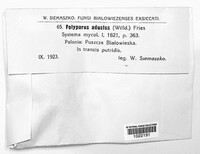 Bjerkandera adusta image